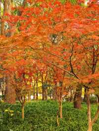 秋日限定!徐家匯公園紅葉暴擊市中心的調色盤炸裂了!