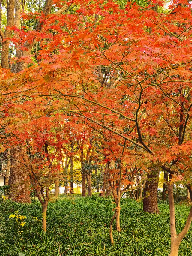 秋日限定!徐家匯公園紅葉暴擊市中心的調色盤炸裂了! 秋日限定!徐家匯公園紅葉暴擊市中心的調色盤炸裂了!