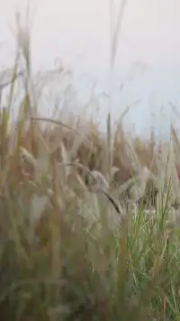 帶爸媽Citywalk｜海上世界→K11的落日漫遊