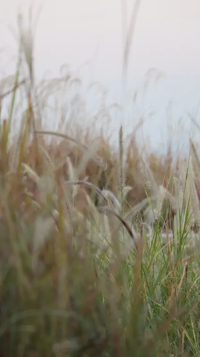 帶爸媽Citywalk｜海上世界→K11的落日漫遊