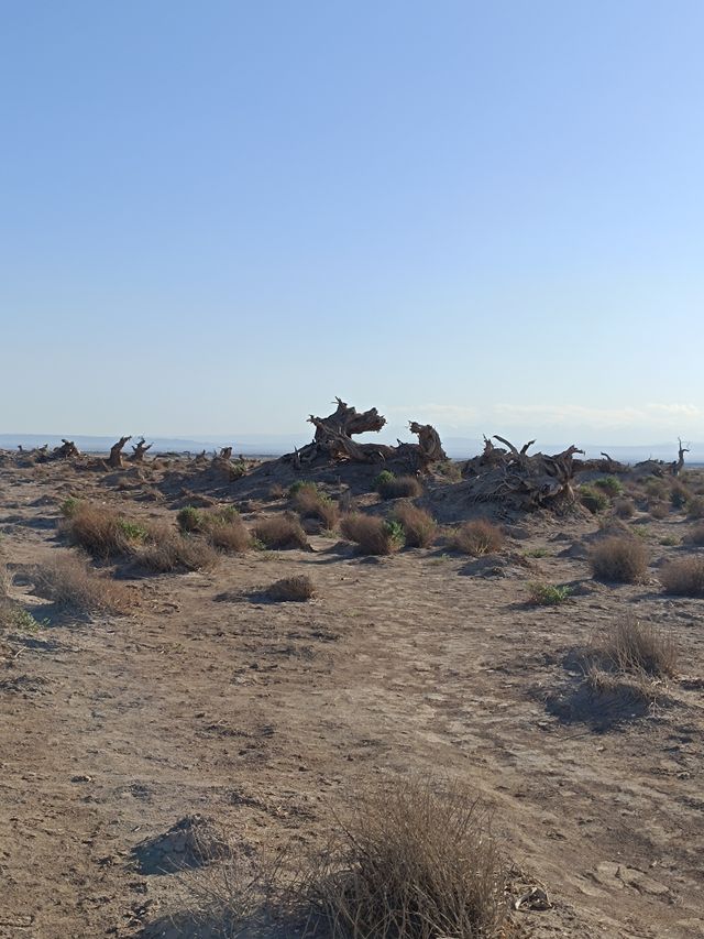 新疆伊吾胡楊秘境