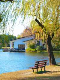 怕你們錯過!再次提醒:共青銀杏濃度已超標