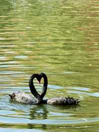 12.6棲霞山實況！！！南京的秋天瘋狂了！！！