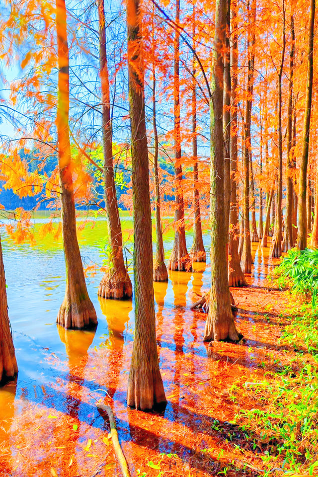 廣州周邊2h逃離城市，闖入秋日浪漫