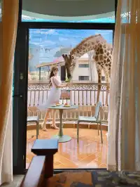 泉州我實現了和長頸鹿貼臉吃早餐