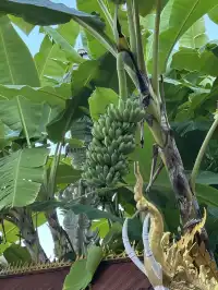 曼聽公園有自己的翡翠湖(附攻略