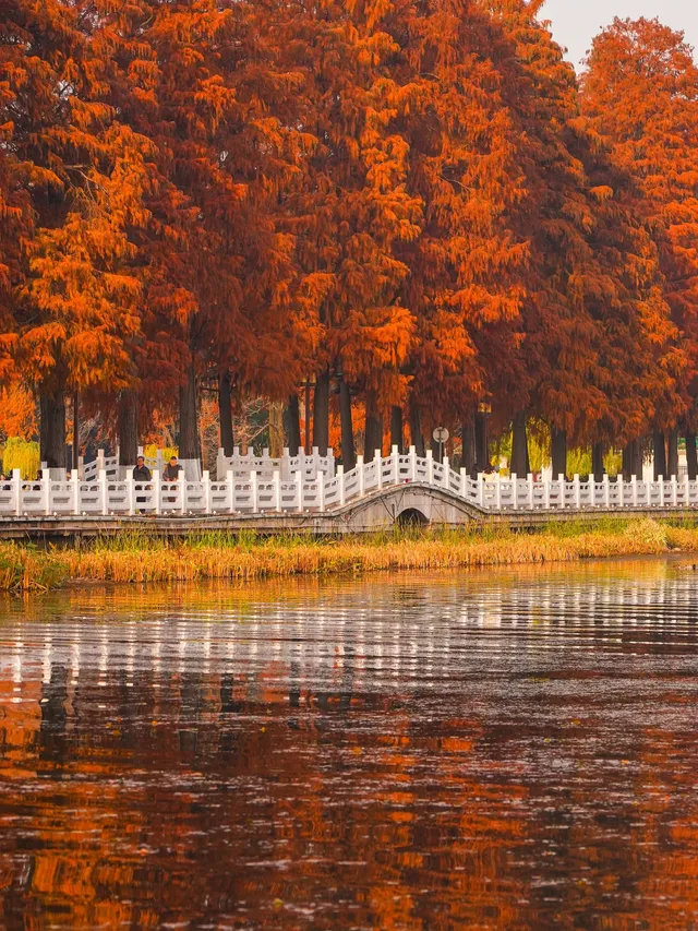 12.3的東湖殺瘋了!分享一條油畫感騎行路線 12.3的東湖殺瘋了!分享一條油畫感騎行路線