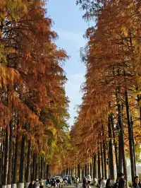 此時，武漢東湖美得不像話免費停車！