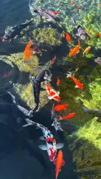 濟南五龍潭I live 這裡的泉水會“發光”