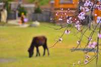 青藏11日遊快來抄作業啦