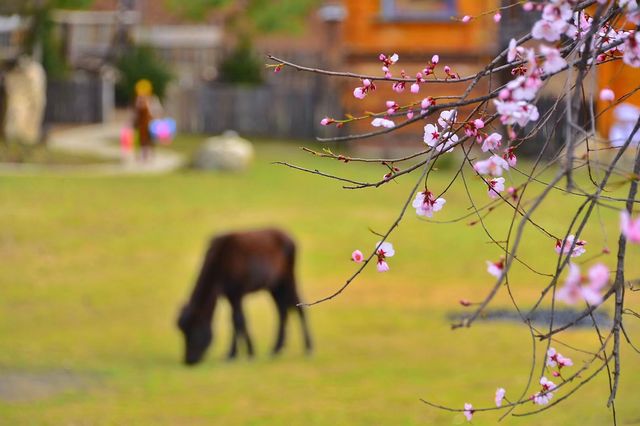 青藏11日遊快來抄作業啦
