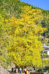 珠峰村58株古銀杏集體換上鎏金盛裝