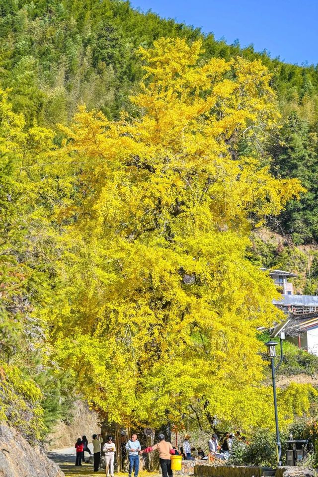 珠峰村58株古銀杏集體換上鎏金盛裝 珠峰村58株古銀杏集體換上鎏金盛裝