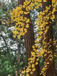 葉家花園 | 深秋的銀杏秘境