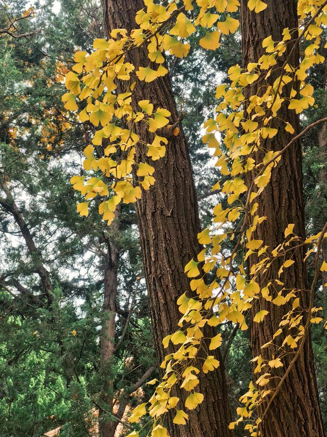 葉家花園 | 深秋的銀杏秘境 葉家花園 | 深秋的銀杏秘境