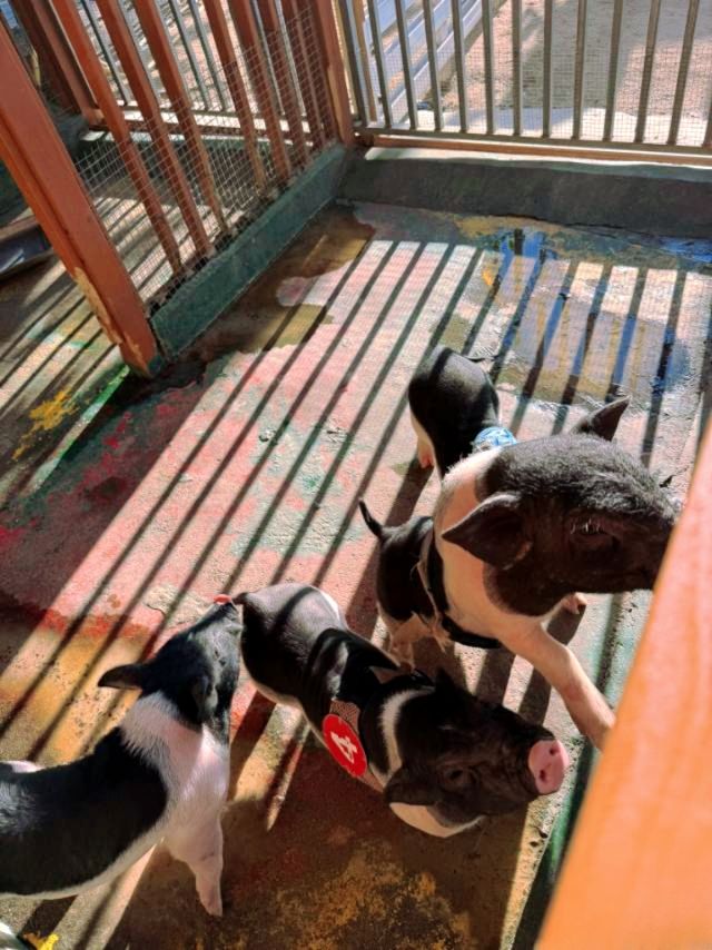 廈門小眾遛娃聖地集美果樂園一日遊攻略 廈門小眾遛娃聖地集美果樂園一日遊攻略