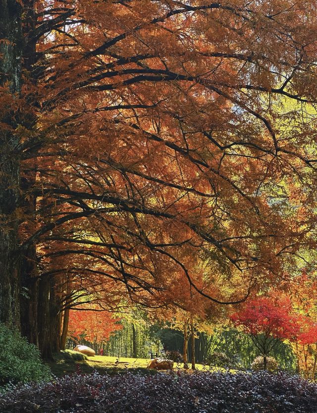 武夷初冬,赴一場落羽杉的浪漫之約 武夷初冬,赴一場落羽杉的浪漫之約