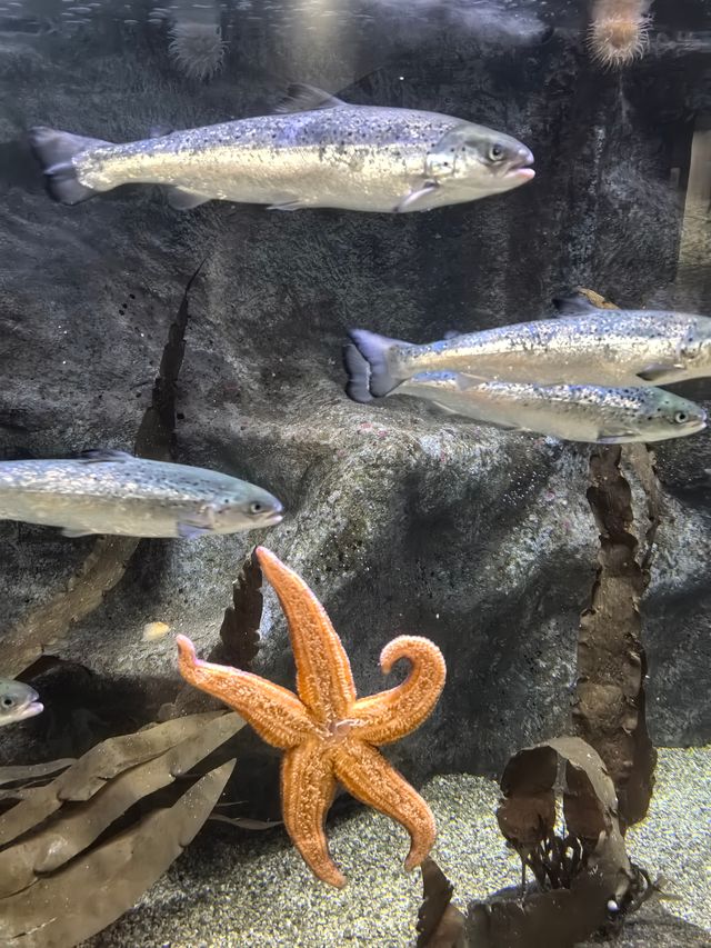 極光之城—特羅姆瑟必打卡攻略