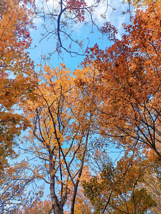 共青秋林愛晚|賞五彩繽紛的秋 共青秋林愛晚|賞五彩繽紛的秋