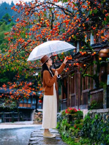 Pingnan Persimmon Map! 5 Free Ancient Villages Recommended Even on Rainy Days