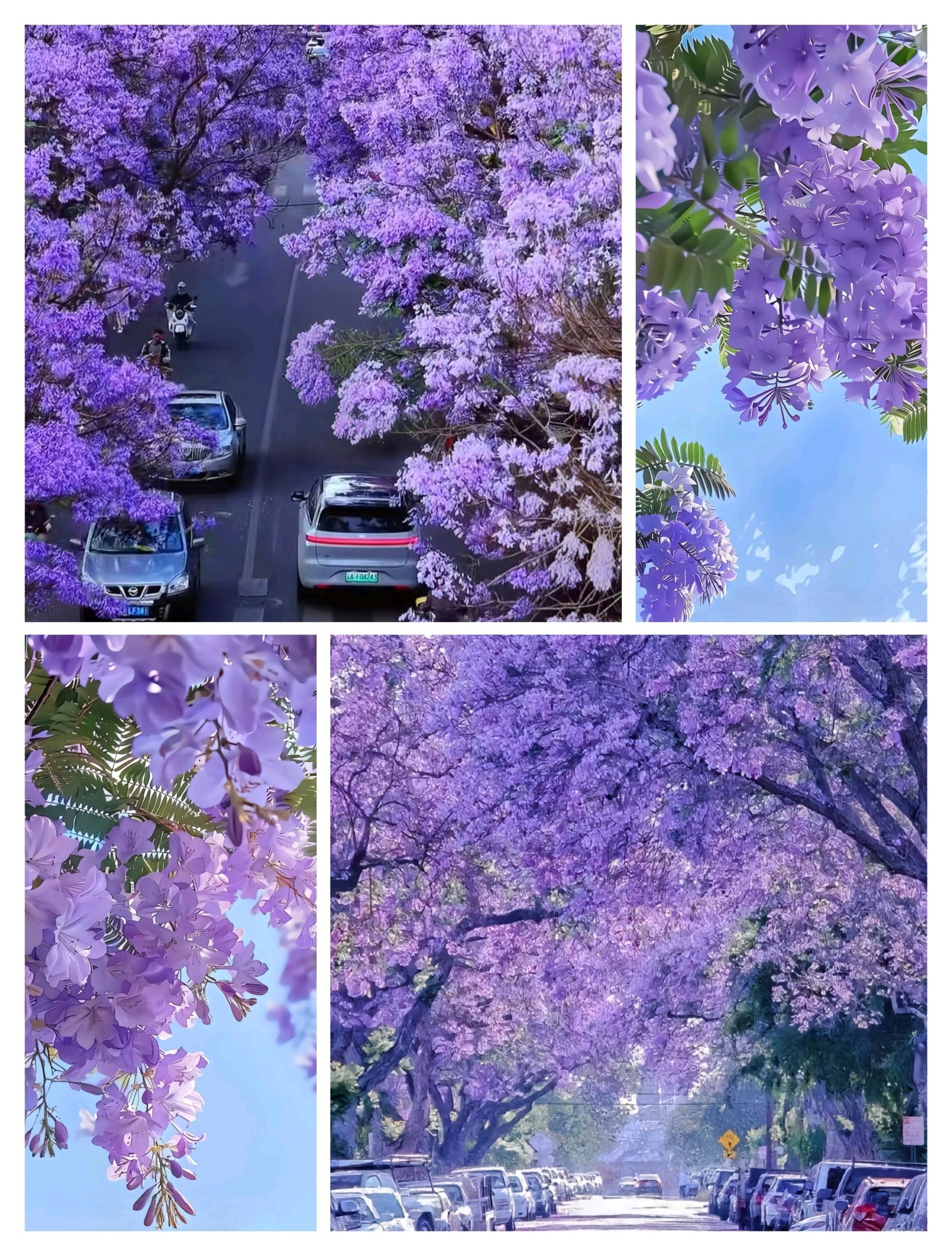 The purple romance of the Spring City is back! 🤩 Here’s a super detailed guide to enjoying the flowers at Jiaochang Middle Road—bookmark this nanny-level guide now~✨

🌸【Best Viewing Time】
📆 Blooming period alert:
Late April to mid-May every year (peak bloom lasts about 20 days)
Highly recommend visiting from late April to early May! Fewer crowds and more beautiful flowers for perfect shots~

⏰ Golden hours:
☀️ Morning 8:00-10:00: Soft light, petals glowing blingbling✨
🌅 Evening 16:00-18:00: Sunset + flower shadows = stunning atmosphere💯

🚌【Traffic & Avoiding Congestion Tips】
Recommended subway + flower viewing shuttle:
🚇 Subway Line 4, Sujiatang Station Exit C → 5-minute walk straight to the spot

Don’t want to walk? Here’s a super thoughtful bus option:
🌸 Flower Viewing Shuttle (limited to bloom season):
Route: Jiaochang Middle Road ↔ Zhengyifang Kunming Old Street
💰 25 RMB/person (includes a creative jacaranda ice cream!) Unlimited rides on the same day!

For self-driving visitors ⚠️:
Some road sections are closed from 10:00 to 18:00 on weekends & holidays
🅿️ Recommended parking lots:
· Longhu Crystal Licheng Commercial Area
· Rongjin Garden Parking Lot

📸【Must-Visit Photo Spots】
1️⃣ Purple Tunnel (Jiaochang Middle Road from Kindergarten to Xuefu Road section):
Shooting tip 👉 Place your phone close to the ground + tilt 45 degrees upward to instantly capture a waterfall of flowers!

2️⃣ Overpass Aerial Shot:
Enjoy a 2-kilometer purple corridor view 🤩 Perfect drone perspective √

3️⃣ YouTube Bridge Secret Spot:
Abandoned railway + blue train 🚂 for an industrial-style masterpiece!

4️⃣ Lotus Pond Park:
Ancient architecture reflections + fallen flowers = a living ink painting 🖼️

💡【Exclusive Tips】
👗 Outfit guide: White dress + straw hat = perfect match! Pair with jacaranda ice cream for even better photos~
🍍 Foodie must-tries:
· Wenshan Breakfast (Jiaochang branch): 8 RMB chicken soup rice noodles that’ll blow your mind!
· Xue’er Kimchi: Legendary pineapple + spicy strawberry mix 🌶️

🏨 Accommodation recommendations:
· Dianchi Songpin Hotel: Wear Hanfu for stunning ancient-style photos 👘
· Dianchi Shibaige: Relax and enjoy the sea of flowers lying down—so refreshing~

⚠️【Important Reminders】
☔️ Be cautious on rainy days! Wet petals make the ground very slippery~
🌞 Sunscreen essentials: Sunglasses + sunscreen + sun hat

Other lesser-known flower sea spots:
📍 Chuncheng Road: Low-hanging branches for full interactive vibes 💯
📍 Panlong Riverbank: Egrets + flower shadows = Monet oil painting 🎨

Hurry and invite your besties for a stunning photo shoot—the bloom won’t wait! 💜