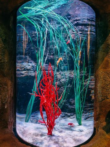 Must-Visit Family Treasure Next to LEGOLAND® Japan: The Azure