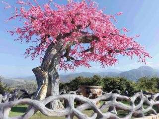 甘肅臨夏白樺林森林公園遊玩攻略