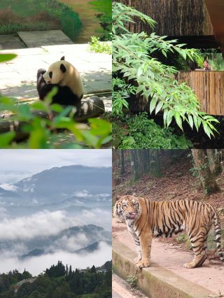 2-Day, 1-Night Bifengxia Family Guide | Staying inside the scenic area is the best choice