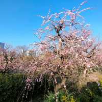 【大阪】梅の花見ならココ🏯大阪城梅林がオススメ