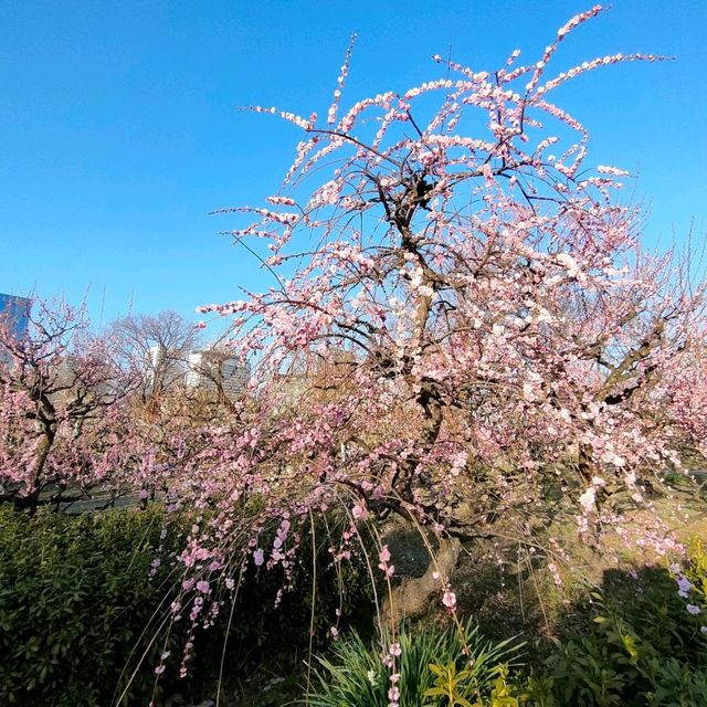 【大阪】梅の花見ならココ🏯大阪城梅林がオススメ
