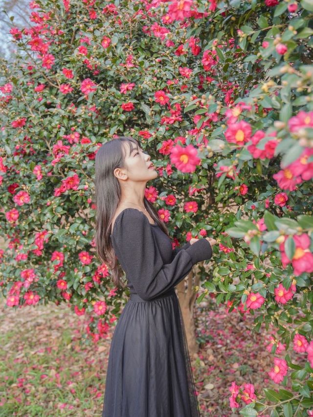 겨울에도 봄에도 부산 동백꽃🌺