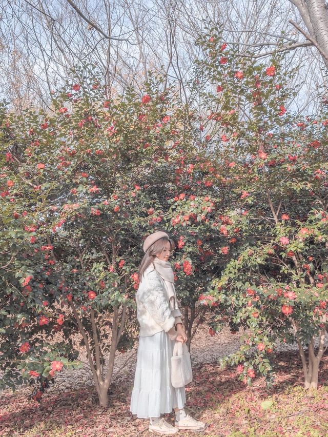부산에 있는 동백 명소 화명생태공원♥️✨
