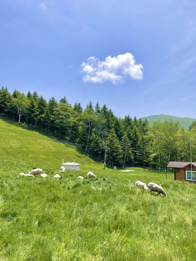 K-알프스 양떼목장 🐑🐑🤍 