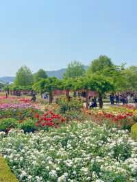 💐 “곡성장미축제” 아직 안 가보셨나요?