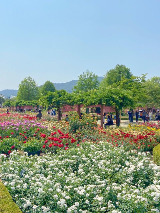 💐 “곡성장미축제” 아직 안 가보셨나요?