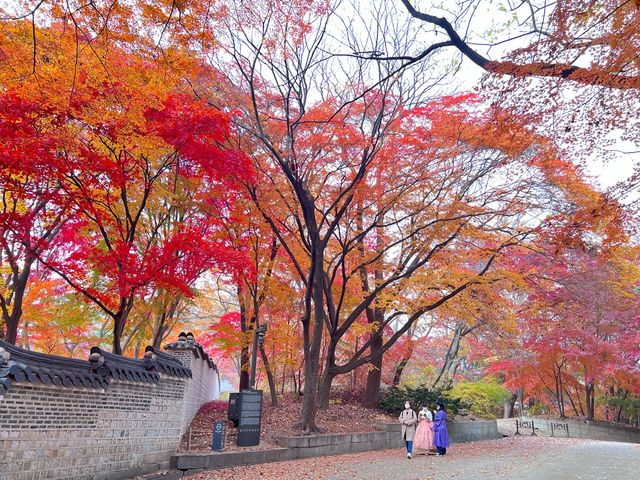 🍁 Seoul Beautiful in Fall 🍁