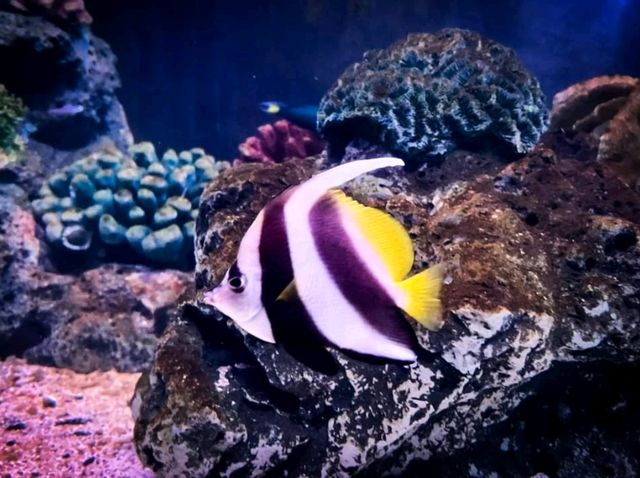 Bangsaen Aquarium 
