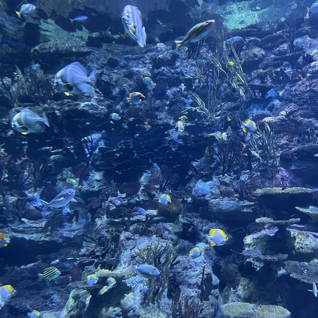 大灣區好去處😊香港海洋公園