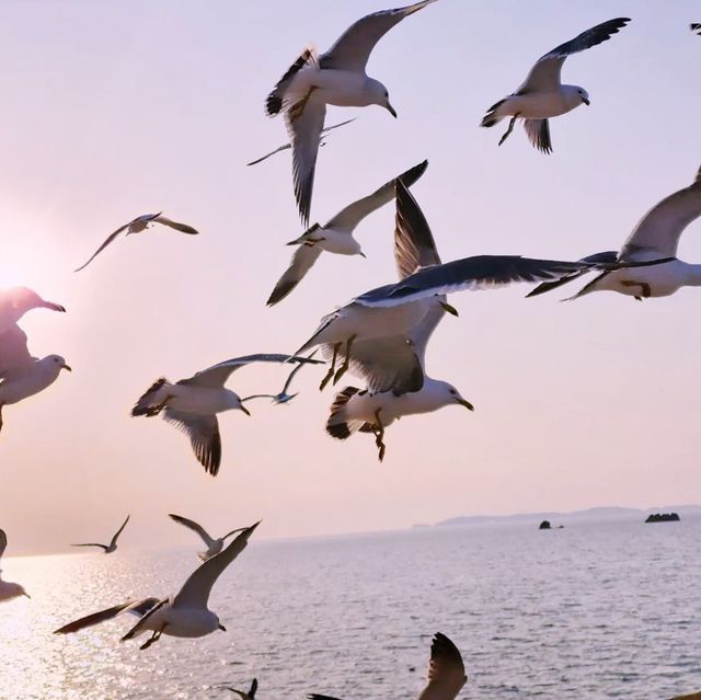 🕊️ 아름다운 서해바다의 풍경을 담은 탄도항 