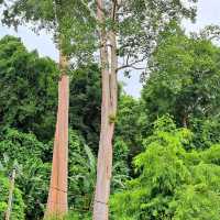 Penang Botanical Garden