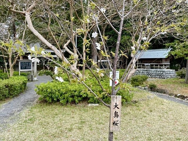 【静岡県/御穂神社】松の参道が印象的な神社