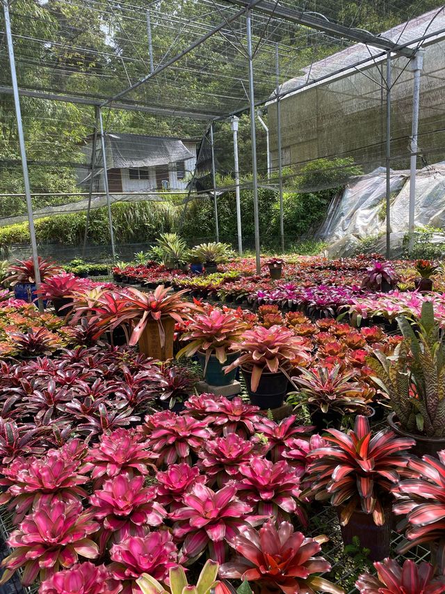 A fig farming and nursery in Janda Baik 🌿