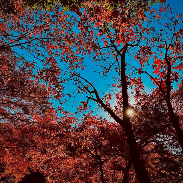 東京紅葉實況