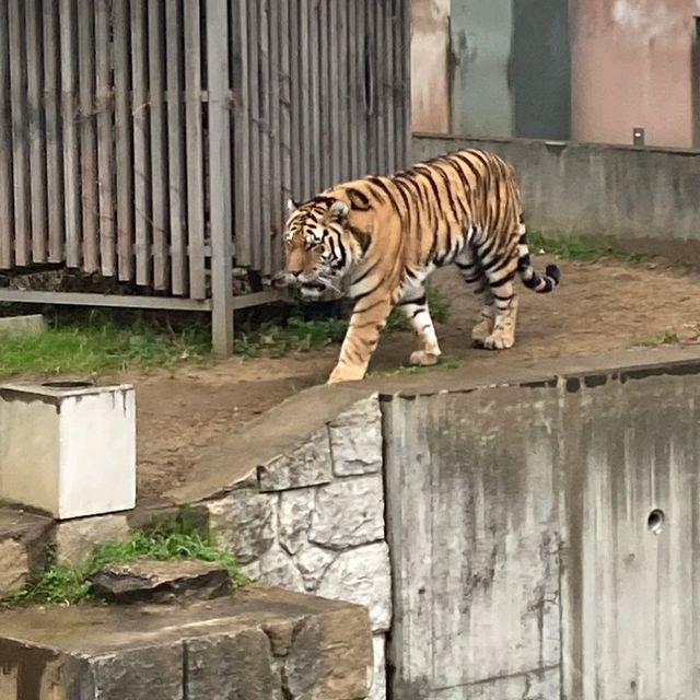 入場料 大人500円！大満足 天王寺動物園
