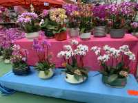 The Biggest Chinese New Year Flower Market In Hong Kong