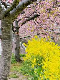 笠松河津桜ロード