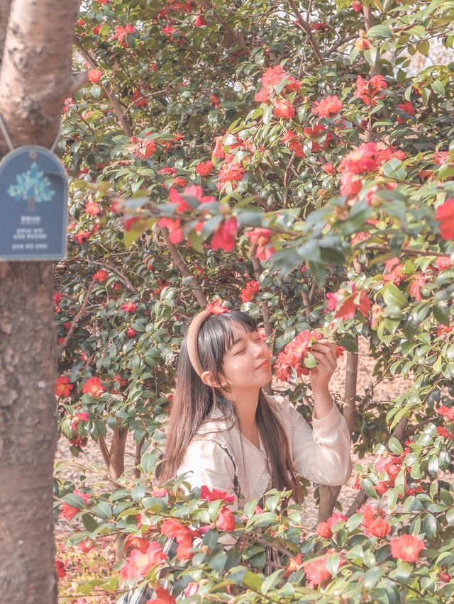 부산에 있는 동백 명소 화명생태공원♥️✨
