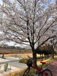 청주의 석촌호수 바이브, 자꾸만 가고싶은 벚꽃길🌸