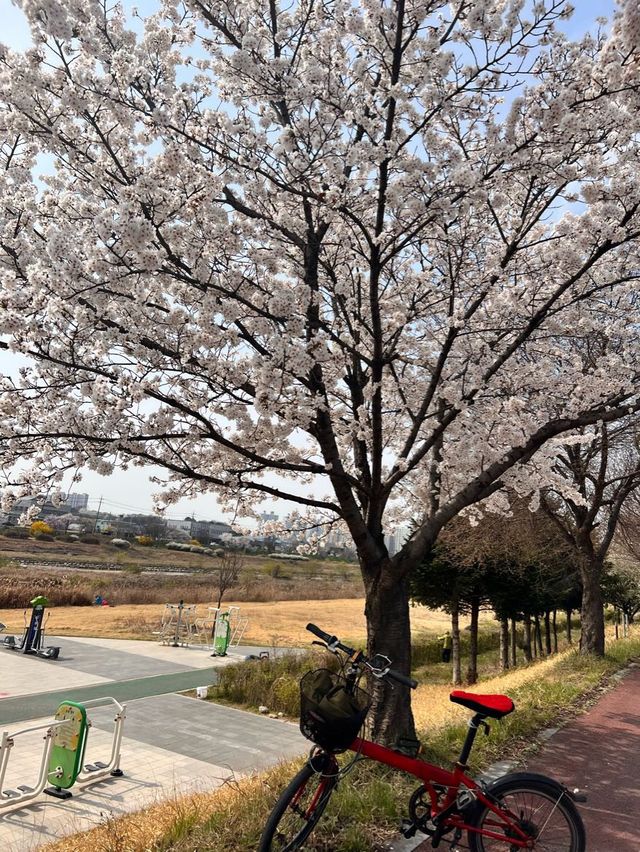 청주의 석촌호수 바이브, 자꾸만 가고싶은 벚꽃길🌸