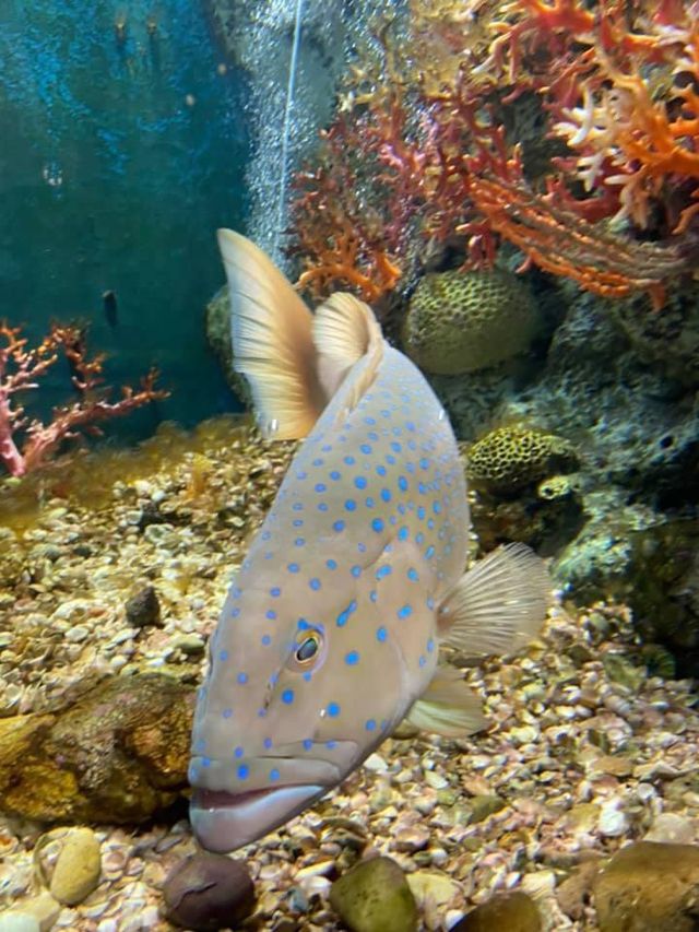 🐠พิพิธภัณฑ์สัตว์น้ำอ่าวคุ้งกระเบน จันทบุรี🐠
